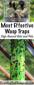 Best Wasp Traps Wasp Traps Wasp Animals For Kids