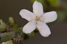 Image result for Lepidagathis randii