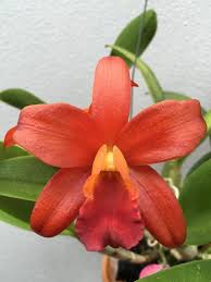 .1.4 orkid yang popular di tanam di malaysia bab 2 : Tips Penanaman Cattleya 1 Medium Utk Cok Orkid Kraf Facebook