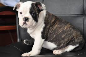 A dog was fatally shot by a police officer after it bounded out the door toward the officer at a south florida home tuesday morning, according to reports. Pets And Animals For Sale In Mississauga Ontario Classifieds Buy And Sell Kittens And Puppies Kittens And Puppies Puppies Pets For Sale