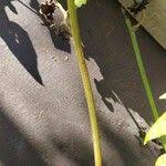 Image result for Senecio deltoideus