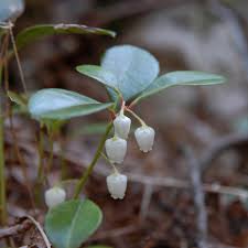 Image result for Galenia procumbens