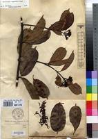 Image result for Cyclocotyla