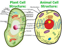 animal cell model diagram project parts structure labeled