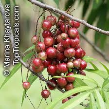 Image result for Lepisanthes senegalensis