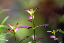 Image result for Rotala filiformis