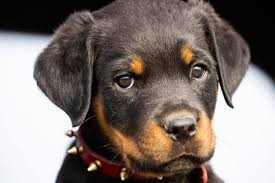 Feb 24, 2021 · our breeding programs offers german rottweiler puppies for sale from some of the best breeding stock in the world. Sailor S Boise Rottweiler Puppies Home Facebook