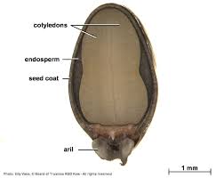 Image result for Ophrestia radicosa