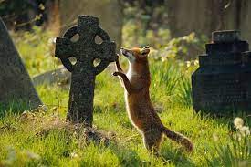 pin by g h o u l i s h l i l y on animals red fox animals fox