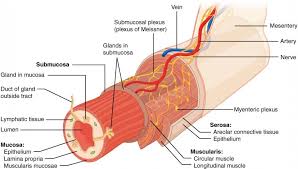 Pin By Denisse Farra On Advanced Pathophysiology Digestive System Anatomy Human Digestive System Gastrointestinal