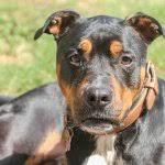 These dogs can grow to stand 25 inches at the shoulder, weighing in at up to 75 pounds. The Complete Rottweiler Pitbull Mix Guide An Energetic Guardian Perfect Dog Breeds