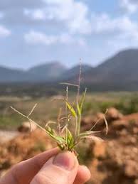 Image result for Digitaria velutina