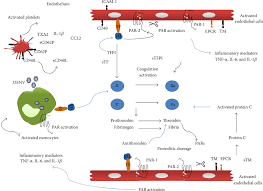 We did not find results for: Thrombocytopenia In Dengue Interrelationship Between Virus And The Imbalance Between Coagulation And Fibrinolysis And Inflammatory Mediators