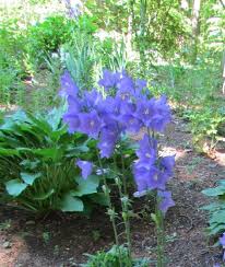 Plantfiles Pictures Peach Leaf Bellflower Peach Leaved Bellflower Telham Beauty Campanula Persicifolia 3 By Lilylover Ut Bellflower Campanula Plants