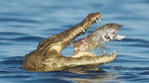 The Craziest Animals That Live In The Nile River You'D Never Want To  Encounter