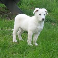 White german shepherd puppies for sale. Available White German Shepherd Puppy 9 Weeks Old Gunther White German Shepherds German Shepherd Puppies Shepherd Puppies White German Shepherd