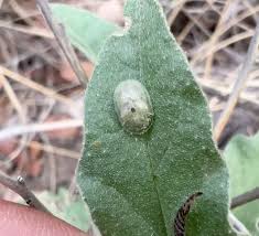 Image result for Tridactyle virgula