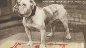 These dogs have yet to be universally recognized as a breed even as they are modeled on an old bulldog breed that has been extinct for a while. What You Should Know About English Victorian And Olde Tyme Bulldogs Pethelpful By Fellow Animal Lovers And Experts