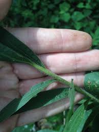 Image result for Microglossa