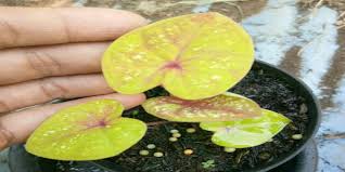 Maybe you would like to learn more about one of these? Jenis Keladi Paling Mahal Kamu Sudah Tahu
