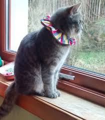 Birdsbesafe Bird Safe Cat Collar Pin By Birdsbesafe On Birdsbesafe Cat Collar Covers That Save Birds From Cats With Images Cute Animals List Cats