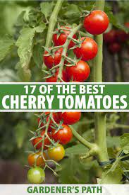 17 Of The Best Cherry Tomatoes To Grow Gardener S Path Growing Cherry Tomatoes Tomato Plant Food Cherry Tomato Plant
