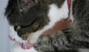 British Shorthair Ozellikleri Ve Bakimi Juen Pet Market Blog