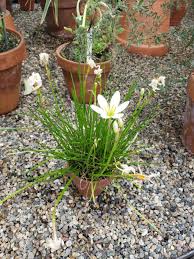 Image result for Zephyranthes candida