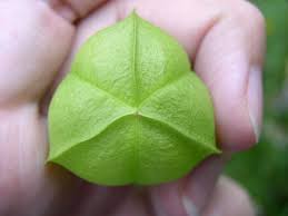 Image result for Cardiospermum