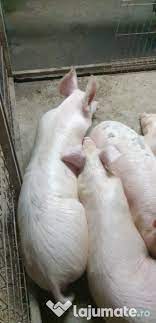 Ova stranica koristi kolačiće (eng. Vand Adapatoare Porci Cu Suzeta Adroi Zoo