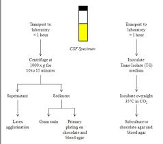 Image result for CSF Culture