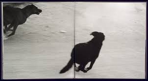 John Divola Dogs Chasing My Car In The Desert Pin On Happy Photography