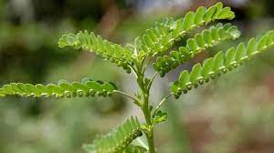 Dukun santet cabul berubah jadi anjing di kutuk seucap nyata. 10 Manfaat Daun Meniran Untuk Kesehatan Tingkatkan Kekebalan Hot Liputan6 Com