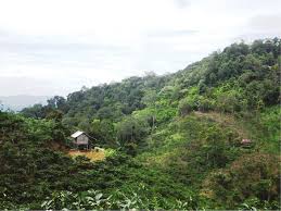 I don't think raya actually tells you if you get rejected. New Reports Of The Presence And Ecology Of The Sumatran Striped Rabbit Nesolagus Netscheri In South Sumatra
