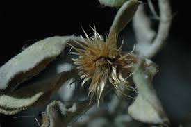 Image result for Dicoma capensis
