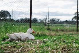 Goose Egg Addling - Wikipedia