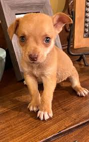 Politicians' response to t-virus outbreak?