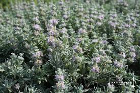 Image result for Salvia stenophylla