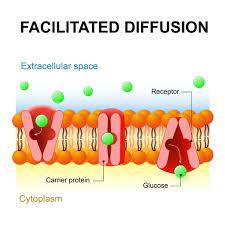 3 Types Of Diffusion Plus Examples For Each Cell Transport Biology Classroom Facilitated Diffusion