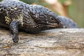 Check spelling or type a new query. Shingleback Skink Photos Free Royalty Free Stock Photos From Dreamstime