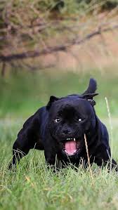 I M A Black Panther Puppies Funny Bully Dog Big Dogs