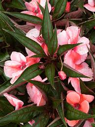 Image result for Impatiens