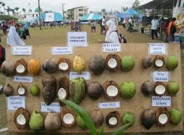 Ivory yellow nuts, apricot red nuts, and green. Fiji Dwarf Coconut Coconut Tree Palm Trees Painting Palm Tree Crafts