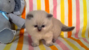 What's the difference between a blue and lilac point himalayan? Jackson Male Blue Point Himalayan Kitten From Daphne S Dolls Cattery Youtube