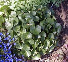 Generally, ground cover plants are planted at the front of borders creating a carpet that leads up to the path or lawn, with medium plants behind and larger shrubs and plants at the back. Wild Ginger Asarum Spp Wisconsin Horticulture