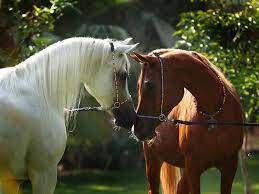 Bedouins bred these horses for its endurance and prowess as a war mount. White Horse And Brown Horse Love Beautiful Arabian Horses Beautiful Horses Horse Love