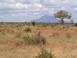 Image result for Kotschya africana