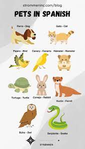The Ultimate Vocabulary Guide about Pets in Spanish - Strømmen Language  Classes