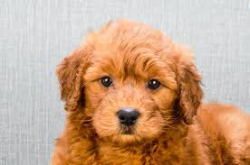 All of our dogs, including the puppies we raise, live in our home environment. F1b Petite Goldendoodle Puppy