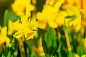 Bright yellow daffodil flowers